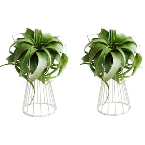 Pack of 2 Tabletop Metal Air Plant Holder Air Plant Stand Tillandsia Holder Tillandsia Stand