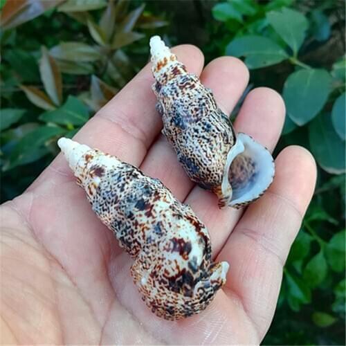 Natural conch shells European crab snails rare specimens fish tank aquarium landscaping decorative ornaments