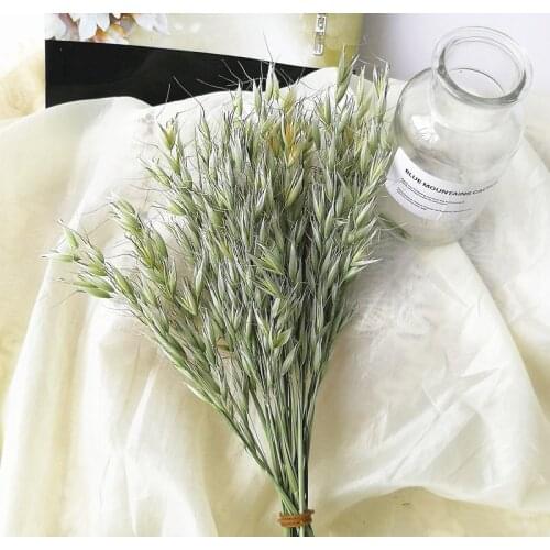 1 Bouquets Naturally Real Oat Dried Flower DIY flower Arrangement Accessories Wedding Party Home Decoration Florals