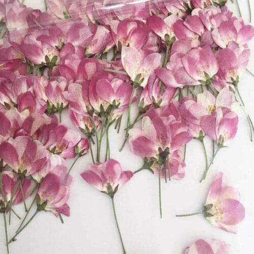 60pcs Side Pressed Malus Spectabilis Flower Buds Plant Herbarium For Jewelry Postcard Invitation Card Phone Case Art Making
