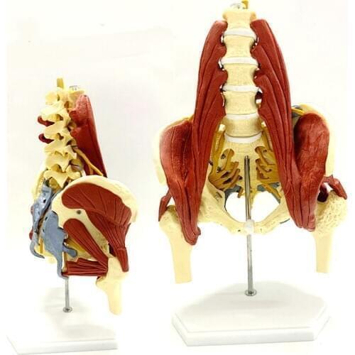 1:1 lumbar vertebrae with vital muscles Pelvic muscle model Vertebrae, pelvis, spine, skeleton protrusion of intervertebral disc