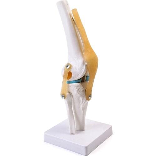 Human Anatomy Skeleton Knee Joint Models 1:1 Life Size Functional Knee Joint Simulation Medical Science Teaching Supplies