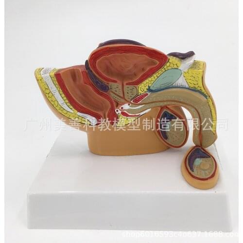 1:2 Life-sized Female Male Pelvic Sagittal Section Testis Prostate Bladder Rectum Urinary System Model