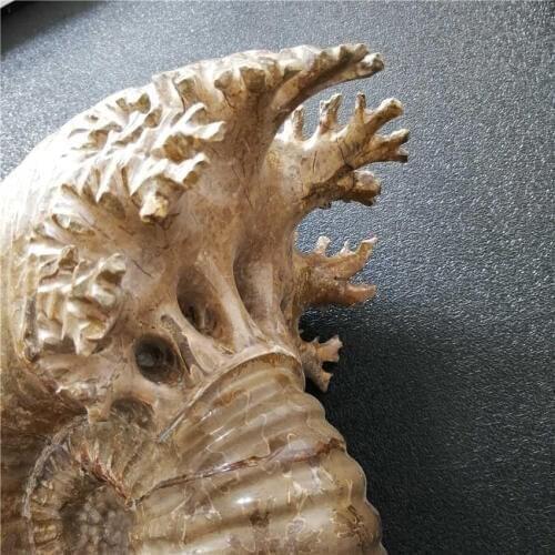 14.26kg! NATURAL HUGE MANTELLICERAS AMMONITE FOSSILCONCH Africa