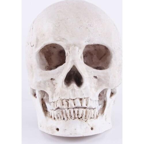 Human Head Skull Statue for Home Decor Resin Figurines Halloween Decoration Sculpture Medical Teaching Sketch Model Crafts 8163