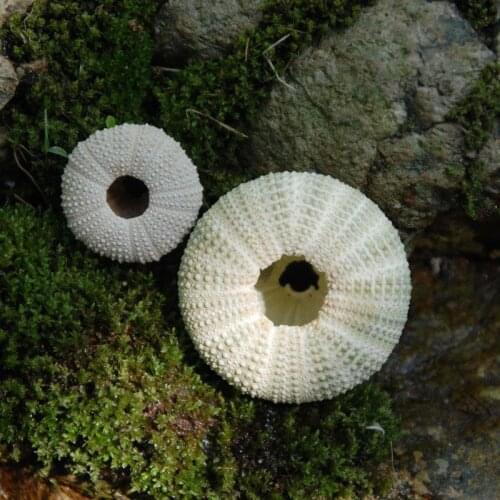 NATURAL SMALL GREEN SEA URCHIN NATURAL SHELL CONCH OCEAN WEDDING DECORATE HOME ACCESSORIE SEA SEAR NATURAL CRAFTS