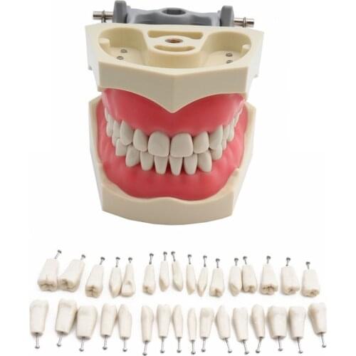 ADC Accredited Model Dental Teeth Model Dental Teaching Model Demonstration Tooth Model With Removable 32 pcs Teeth