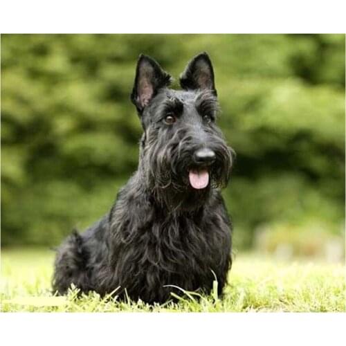 Full drill Square Round 5D DIY Diamond Painting Scottish Terrier Dog Pet Patterns Embroidery Cross Stitch Mosaic Decor L249