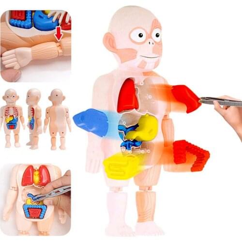 Kid Montessori 3D Puzzle Human Body Anatomy Model Educational Learning Organ Assembled Toy Body Organ Teaching Tool For Children
