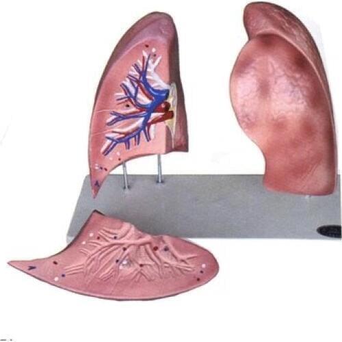 Human anatomy model Teaching demonstration Lung anatomical model 13*9.5*21cm free shipping