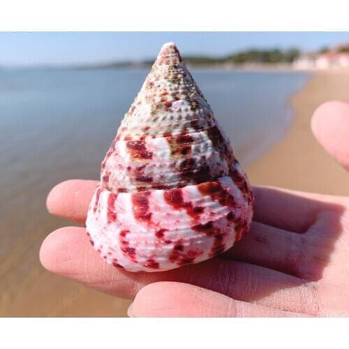 Style Beach Natural Home Seashell Decor Decoration Mediterranean Bead for Jewelry Starfish Coastal Marine Maritime Coral