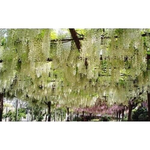 120PCS/lot House/Garden/Hotel Wedding Decoration Flower Wisteria Vine Artificial Plant Silk Flowers Decorative Artificial Rattan