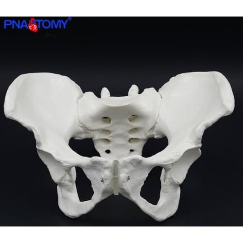 Life Size Female Pelvis Model Human Skeleton Model Specimen Hip Skeleton Anatomy Medical Tool School Used 1:1 Pubis Skeletal
