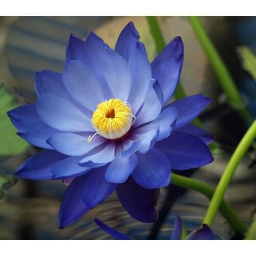 Organic Blue Lotus Dried Whole Blooming Flower Nymphaea Caerulea