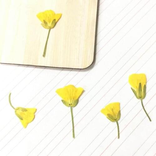 12pcs Side Pressed Dried Yellow Cole Flowers Plant Herbarium For Jewelry Photo Frame Phone Case Bookmark DIY Making Accessories
