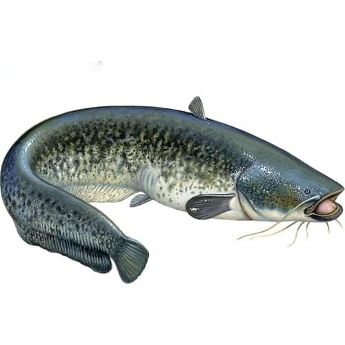 Car Stickers, Motorcycle Decals Cat Fish Decorative Accessories,to Cover Scratches Sunscreen Waterproof PVC.13cm X 7cm