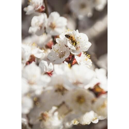 Full Drill 5D Diamond Painting Plum Blossom Embroidery Handicrafts DIY Diamond Embroidery Mosaic Gift Diamond Wall Arts Decor