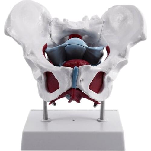 Female Pelvis and Reproductive Organs Model Female Bladder Pelvic Floor Muscle Rehabilitation Anatomical Model