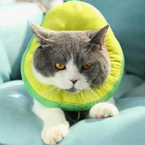 Cat Elizabeth ring pet lick and bite prevention collar collar headgear Avocado toast Elizabeth ring
