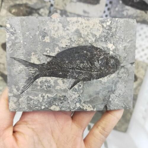1pcs Natural Jianghan fish Tail Fossil Ancient Fossils Teaching Specimens Collection