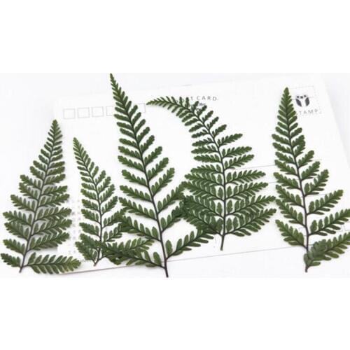 100pcs Pressed Dried Dauallia Bullata Fern Leaf Plant Herbarium For Jewelry Phone Case Bookmark Scrapbook Invitation Card Making