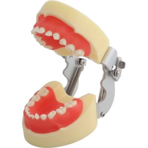 Standard Deciduous tooth model M7014/Alternate primary and permanent teeth model/Permanent tooth model