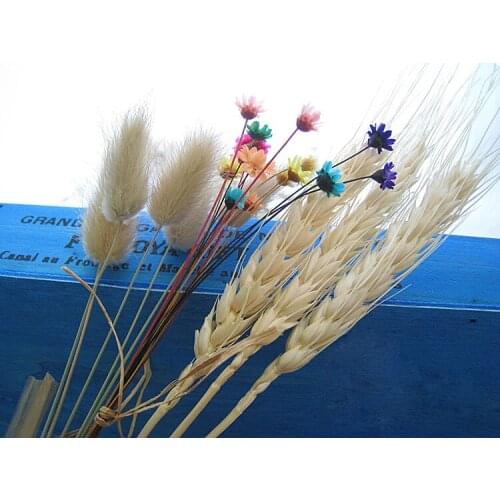 Rabbit Tail Grass Flower Material Rabbit Ear Grass Dried Flower Primary Color Wheat DIY Glass Cover Gift Box Home Decoration