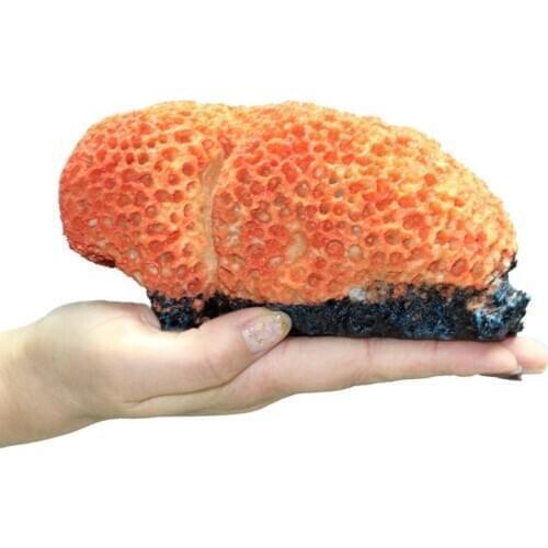 Conch Shell Rockery Aquarium Decoration Shell Resin Fish Tank Ornament Decoration Landscap Decorative 16x10x8cm