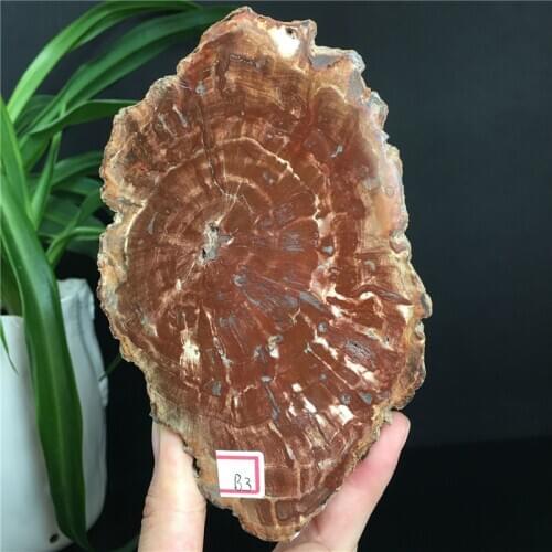 Natural Stones And Minerals Crystal Woodstone Fossil Tree Tor Coaster Home Decoration Wooden Madagascar