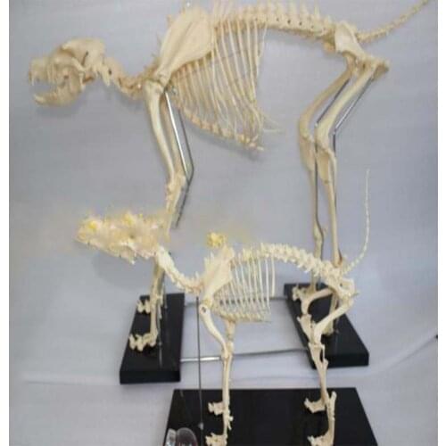 Dog Bone Specimen Model Dog Bone Model Dog Model Teaching model