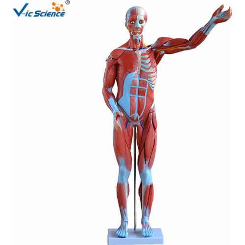 Medical Supplies PVC Teaching 80cm Human Muscle Anatomy Model 27 parts for Students