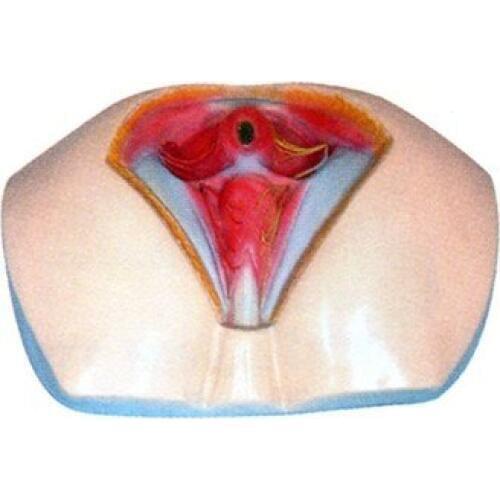 Male perineal Anatomy structure model Including the reproductive organs, the perineal muscles free shipping