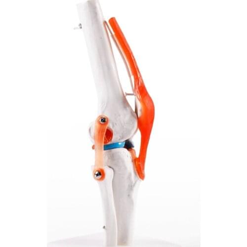 Human Knee Joint Anatomical Model Anatomy Skeleton Model With Ligaments BIX-A1025