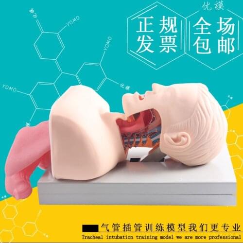 Adult tracheal intubation training model advanced human tracheal intubation simulator mold