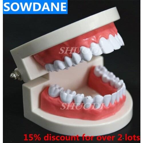 1:1 Dental Model Adult Standard 28pcs Teeth Tooth Resin Plastic Oral Study Teaching Model Teeth Model