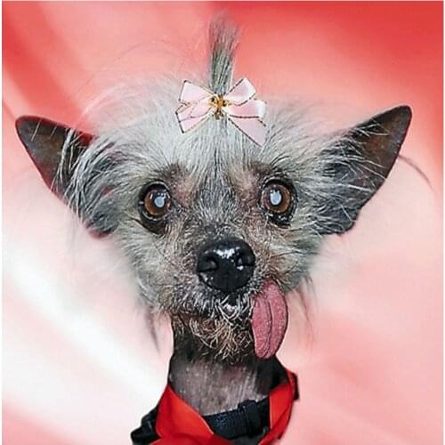 Square Round Diamond Embroidery Full Display DIY Diamond Painting Chinese Crested Dog Picture Mosaic Rhinestone Decor YG1258