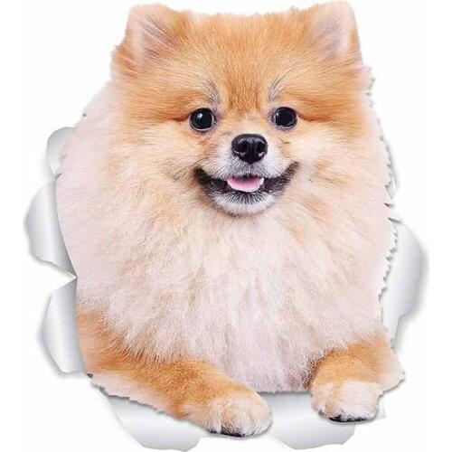 Dawasaru for Pomeranian Dog Car Styling Stickers Trunk Decal Waterproof Vinyl Material Suitable for VAN RV,13cm*11cm