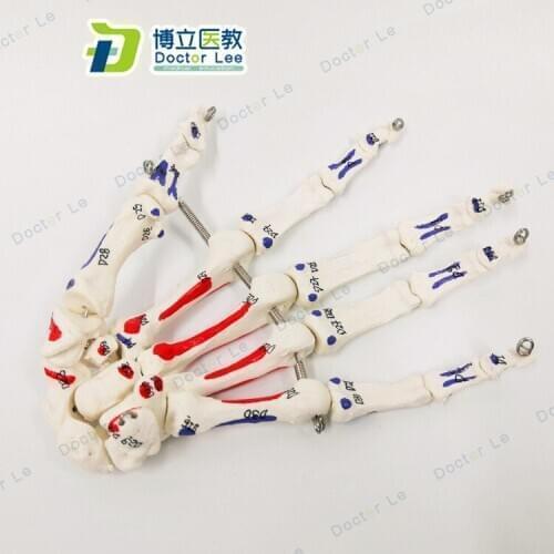 1:1 Life-sized Human Hand Joint Anatomical Surgery Model Human Skeleton Palm for Teaching Medical Skeleton Model