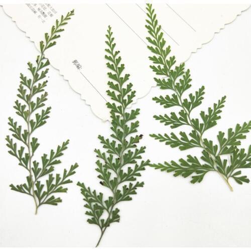 120pcs Pressed Dried Flower Stenolomachusanum Leaf Filler For Epoxy Resin Jewelry Making Postcard Frame Phone Case Craft DIY