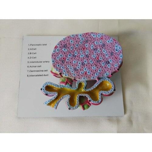 Pancreatic Glandular Cell Model Biomedical Anatomical Model Human Pancreatic Atrial Cell Model Biology Medical Teaching Aids