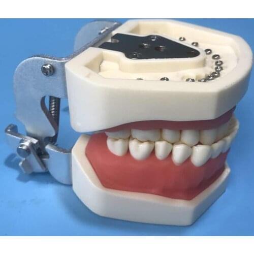 Dental materials resin oral instrument isolated tooth preparation root canal sputum opening model