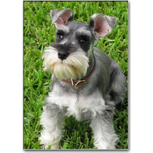 Handmade Diamond Mosaic Rhinestones 5D Diy Diamond Painting Full Square/Round Diamond Embroidery Schnauzer Dogs Home Deco