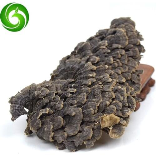 Yunzhi,meaning In English Rainbow Conk