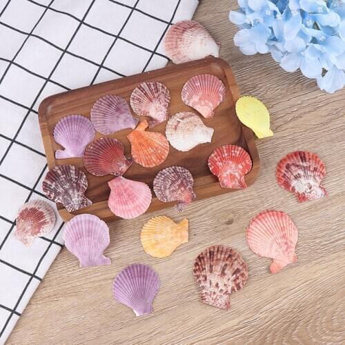 20Pcs Colorful Natural Seashells Decor Scallop Shells Crafts Decor Ornament