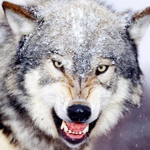 DIY 5D Embroidery Square/round Needlework Diamond Cross Stitch Painting Kits Animal Wolf Painting