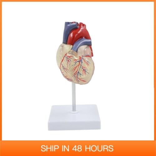 Transparent Human Heart Model Circulation System Anatomical Blood Vessel Anatomy 1:1 Detachable Educational