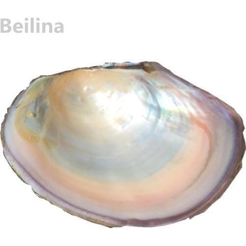 Freshwater shell mother of pearl Natural craft Conch Home Decoration Aquarium Landscaping Wedding Landscape Decoraition