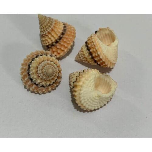 Rare snails, jade snails, hermit crab replacement shell, conch, fish tank and crab tank landscape