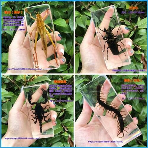Resin insect specimens real insect beetles spider beetles long beetles scorpions centipedes amber specimens