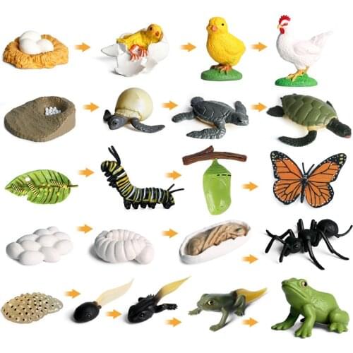 Simulation Animals Growth Cycle Butterfly Ladybug Chicken Life Cycle Figurine Plastic Models Action Figures Educational Kids Toy